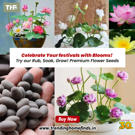 🌱Premium Lotus Flower seeds🪷