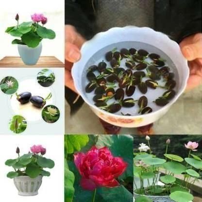 🌱Premium Lotus Flower seeds🪷